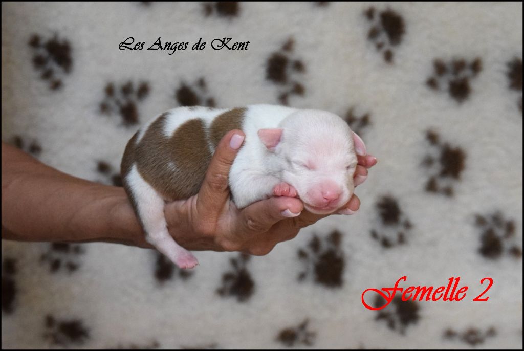 Des Anges De Kent - Chiots disponibles - American Staffordshire Terrier