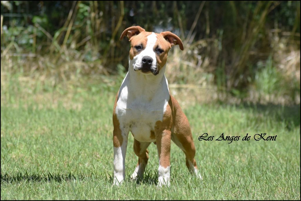 Des Anges De Kent - Chiots disponibles - American Staffordshire Terrier