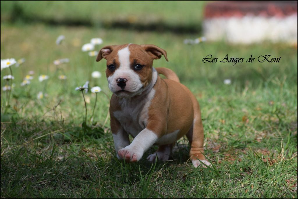 Des Anges De Kent - Chiots disponibles - American Staffordshire Terrier