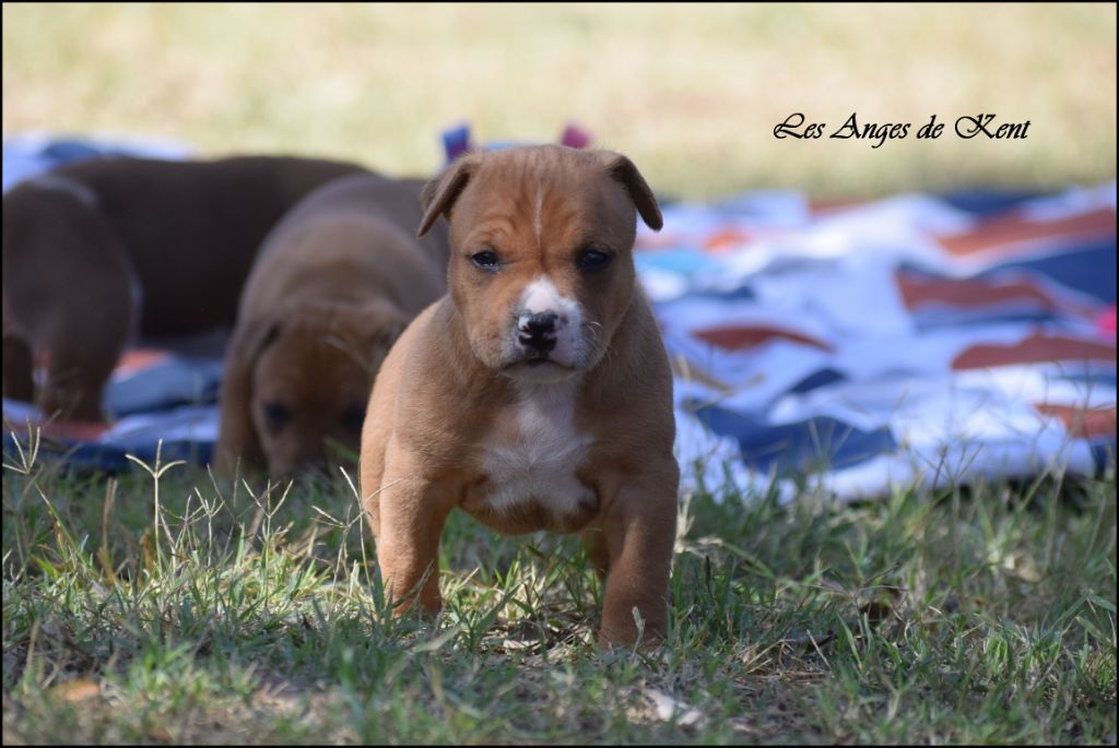 Des Anges De Kent - Chiots disponibles - American Staffordshire Terrier