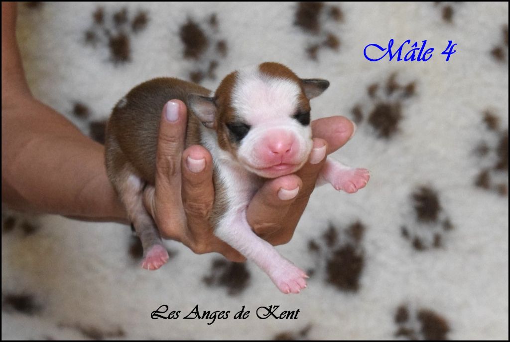 Des Anges De Kent - Chiots disponibles - American Staffordshire Terrier