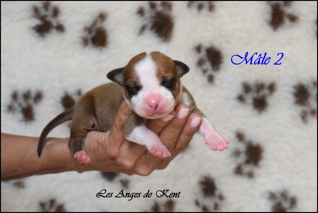 Des Anges De Kent - Chiots disponibles - American Staffordshire Terrier