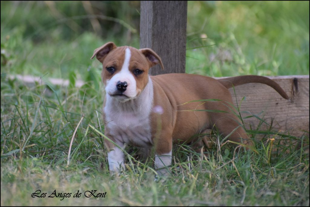 Des Anges De Kent - Chiots disponibles - American Staffordshire Terrier