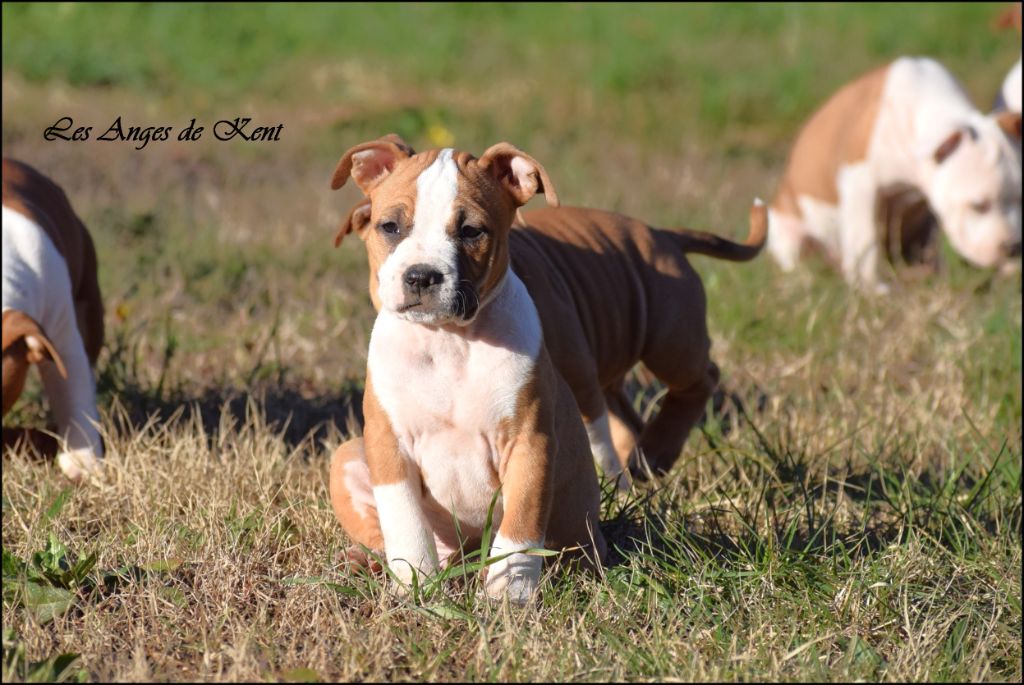 Des Anges De Kent - Chiots disponibles - American Staffordshire Terrier