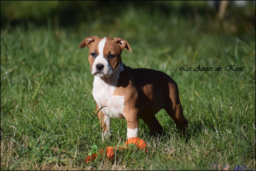Des Anges De Kent - Chiots disponibles - American Staffordshire Terrier