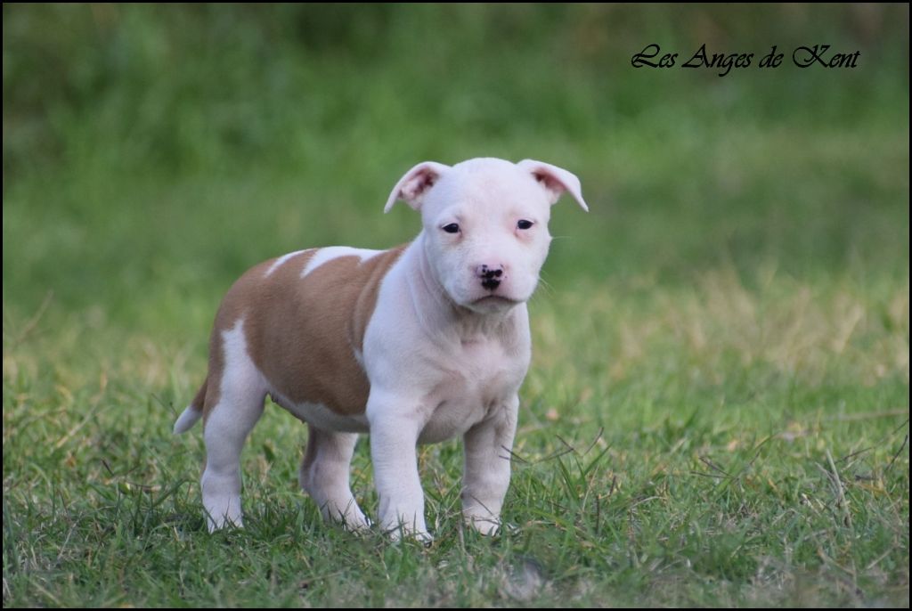 Des Anges De Kent - Chiots disponibles - American Staffordshire Terrier