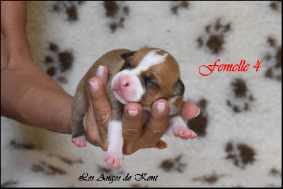 CHIOT