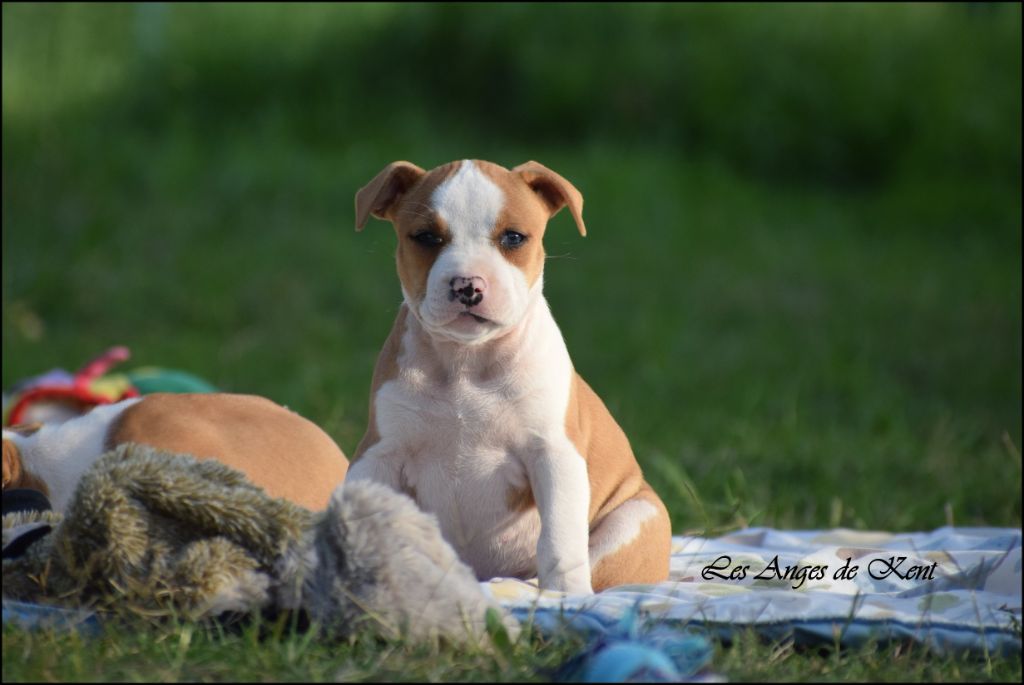 Des Anges De Kent - Chiots disponibles - American Staffordshire Terrier