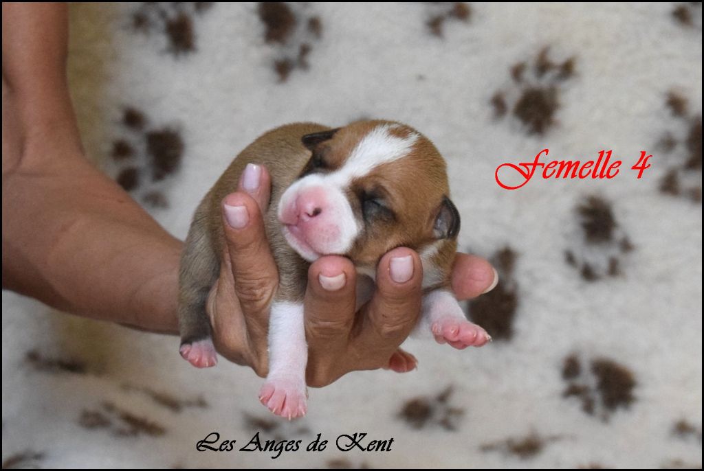Des Anges De Kent - Chiots disponibles - American Staffordshire Terrier