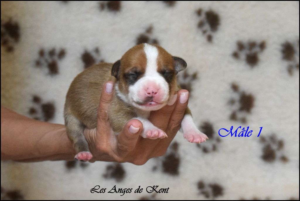 Des Anges De Kent - Chiots disponibles - American Staffordshire Terrier