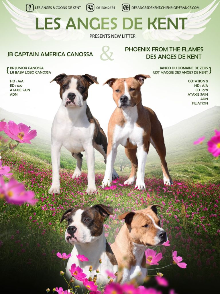 Des Anges De Kent - American Staffordshire Terrier - Portée née le 25/08/2022