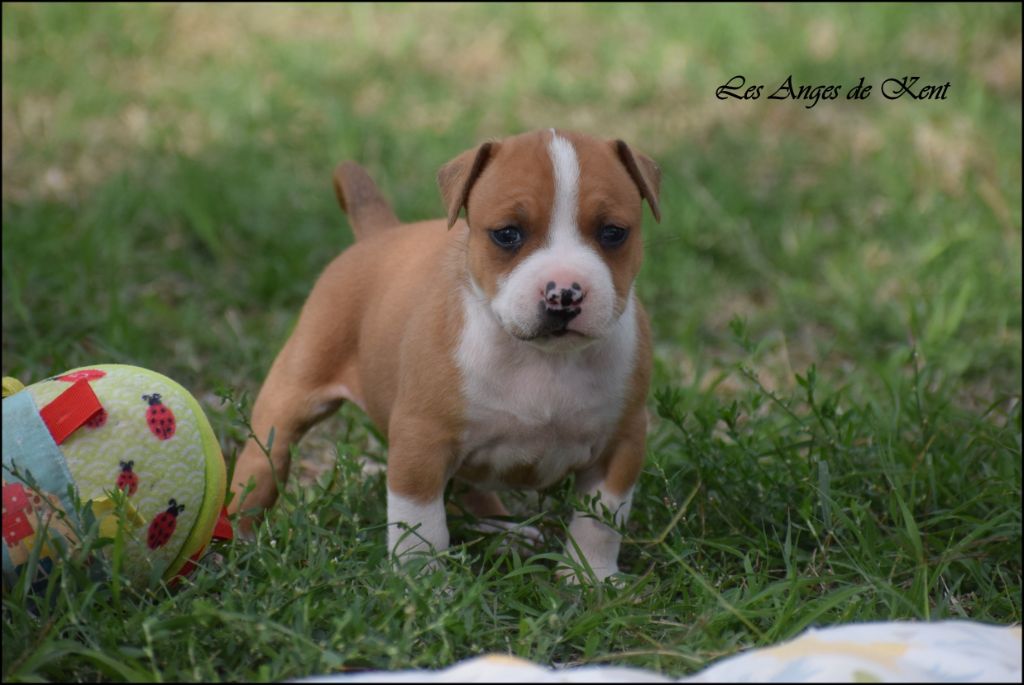 Des Anges De Kent - Chiots disponibles - American Staffordshire Terrier