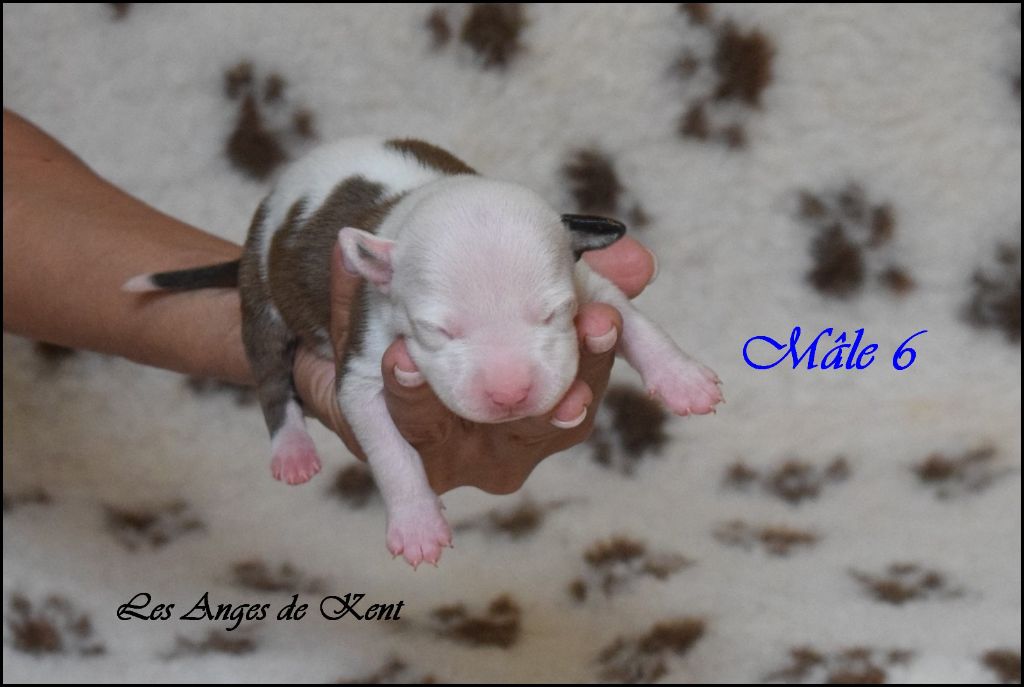 Des Anges De Kent - Chiots disponibles - American Staffordshire Terrier