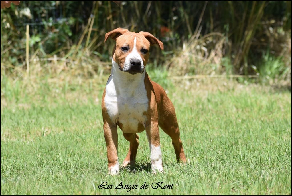 Des Anges De Kent - Chiots disponibles - American Staffordshire Terrier
