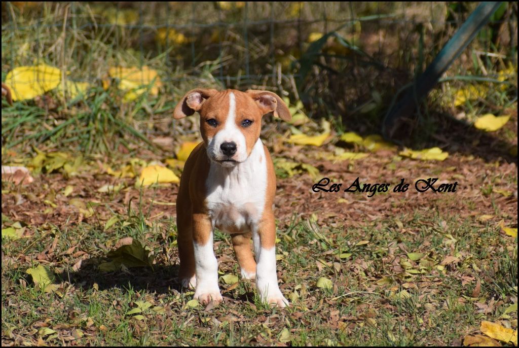 Des Anges De Kent - Chiots disponibles - American Staffordshire Terrier