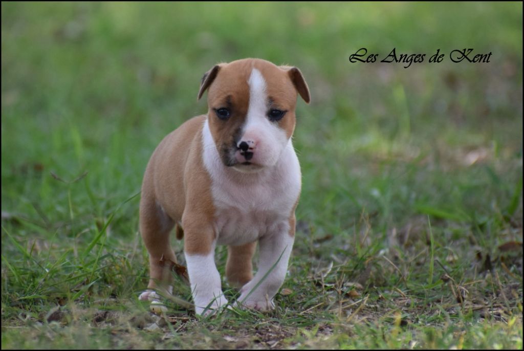 Des Anges De Kent - Chiots disponibles - American Staffordshire Terrier