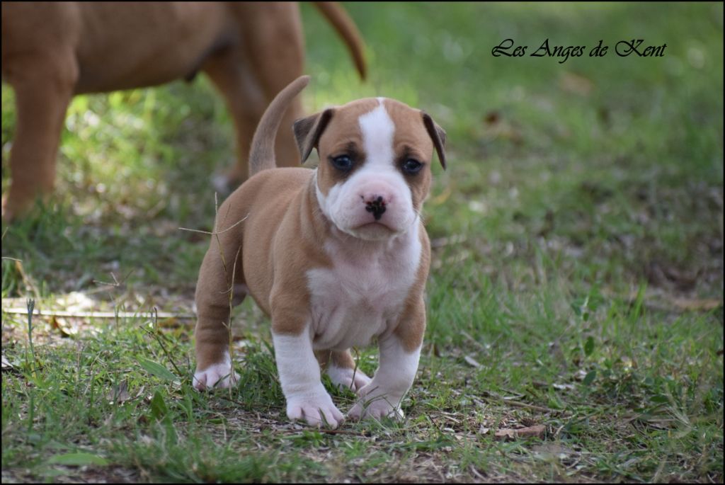 Des Anges De Kent - Chiots disponibles - American Staffordshire Terrier