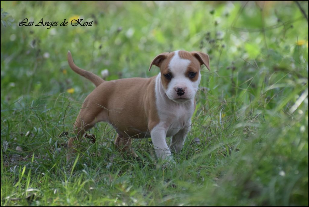 Des Anges De Kent - Chiots disponibles - American Staffordshire Terrier