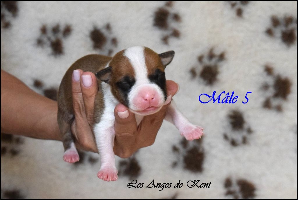 Des Anges De Kent - Chiots disponibles - American Staffordshire Terrier