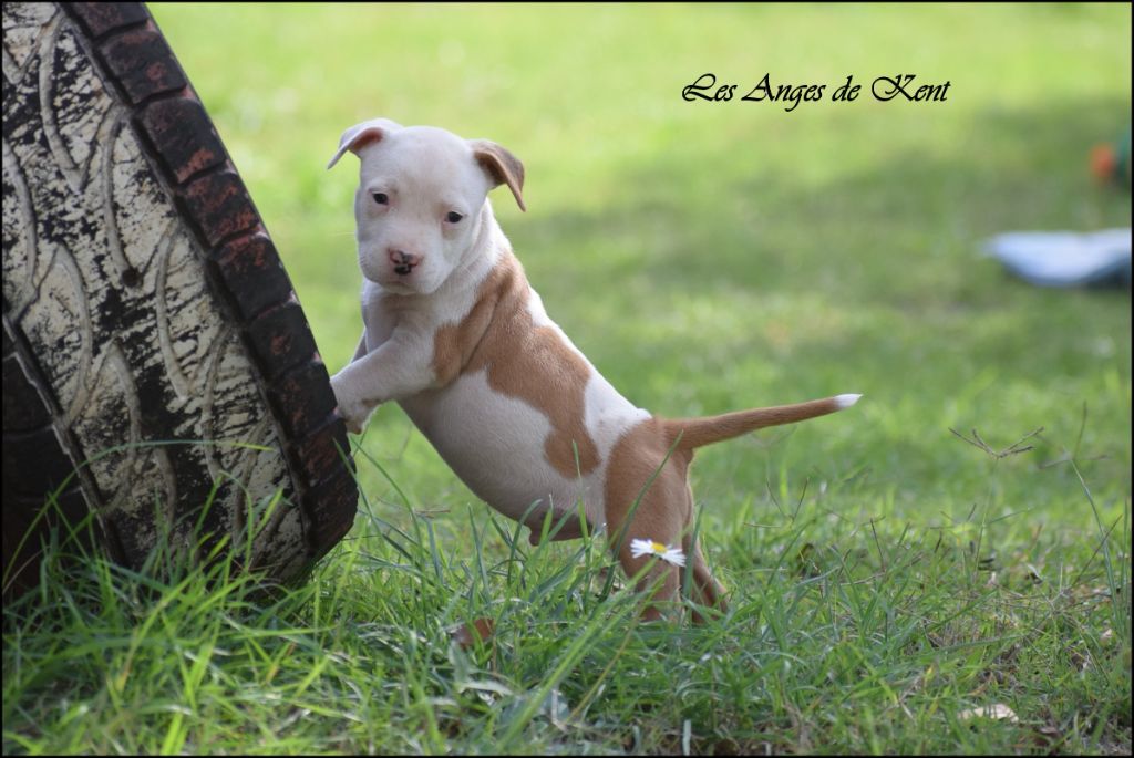 Des Anges De Kent - Chiots disponibles - American Staffordshire Terrier