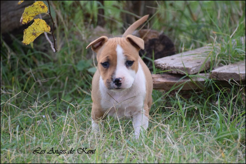 Des Anges De Kent - Chiots disponibles - American Staffordshire Terrier
